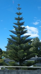 Araucaria heterophylla