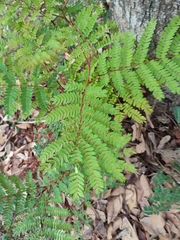 Peltophorum pterocarpum