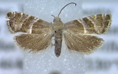 Cydia erotella