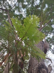 Peltophorum pterocarpum