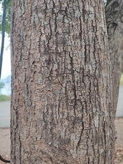 Peltophorum pterocarpum