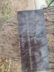 Peltophorum pterocarpum