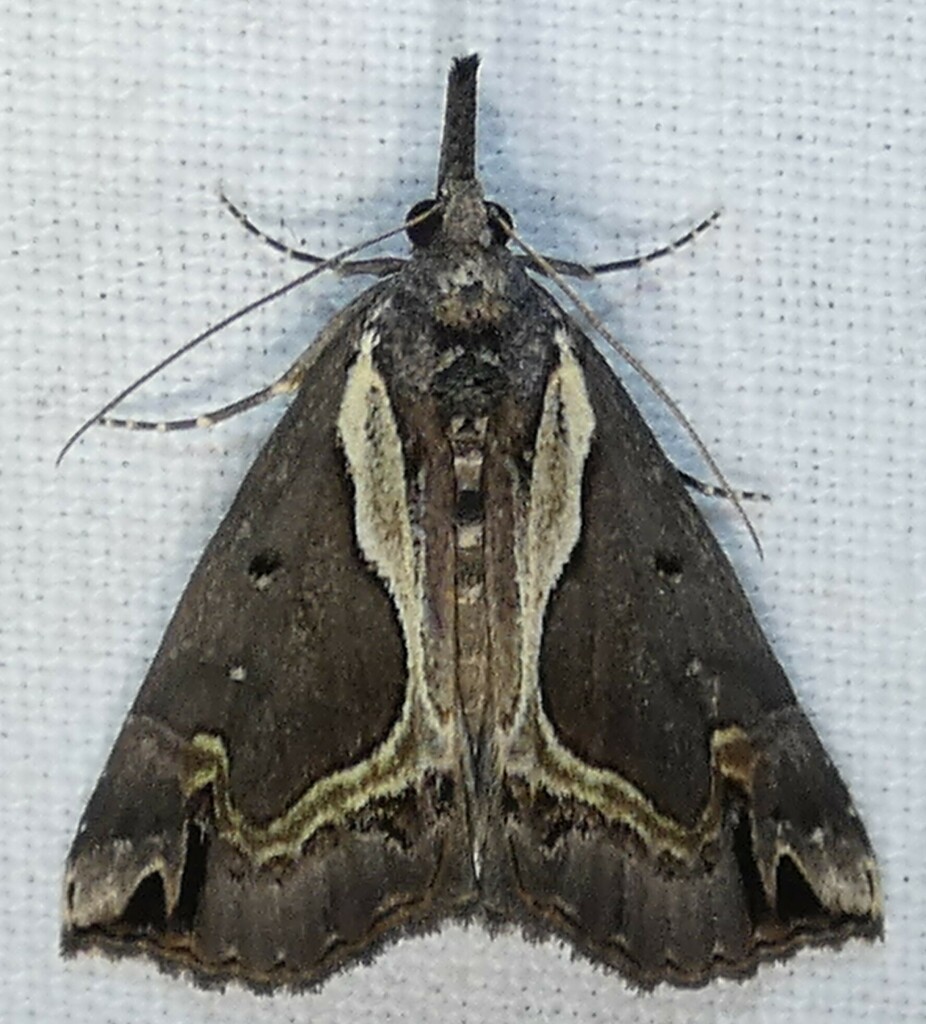 Ramstadt's Hypena