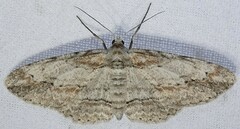 Iridopsis pergracilis