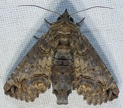 Paectes abrostoloides