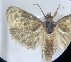 Ecdytolopha mana