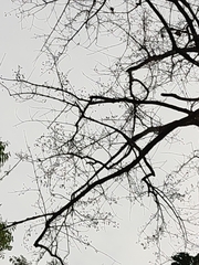 Lagerstroemia loudonii