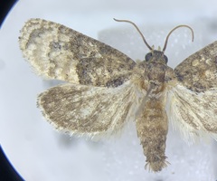 Ecdytolopha mana