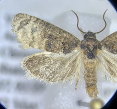 Ecdytolopha mana
