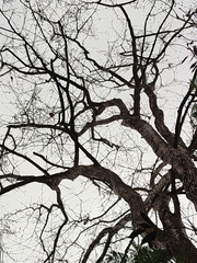 Lagerstroemia loudonii