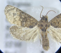 Ecdytolopha mana