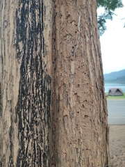 Lagerstroemia loudonii