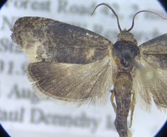 Ecdytolopha nigrita