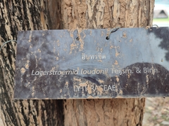 Lagerstroemia loudonii