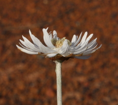 Argentipallium niveum