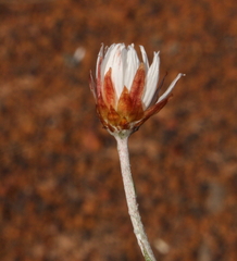 Argentipallium niveum