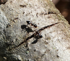 Crematogaster ashmeadi