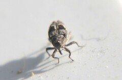 Cylindrocopturus mediinotus