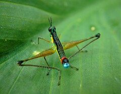 Paramastax duquei
