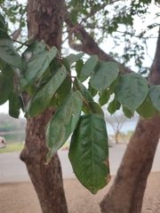 Pterocarpus indicus
