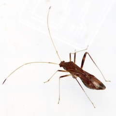 Paraxenetus guttulatus