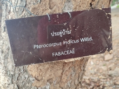 Pterocarpus indicus