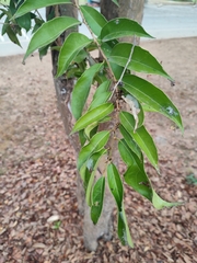 Hydnocarpus ilicifolius