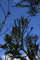 Dacrydium araucarioides