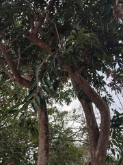 Hydnocarpus ilicifolius