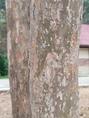 Hydnocarpus ilicifolius