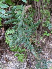 Pentagramma triangularis