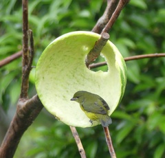 Euphonia