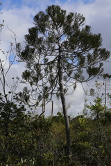Dacrydium araucarioides