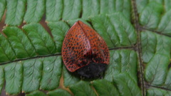 Cyrtonota textilis