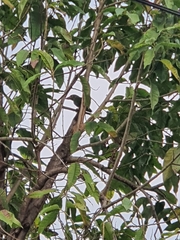 Psilopogon lineatus