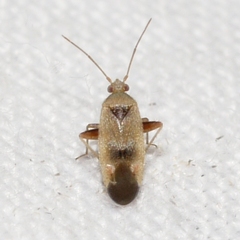 Parthenicus juniperi