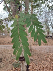 Senna siamea