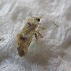 Parthenicus juniperi