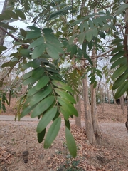 Senna siamea