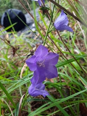 Campanula persicifolia