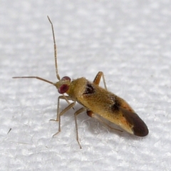 Parthenicus juniperi