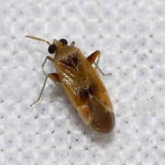 Parthenicus juniperi