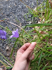 Campanula persicifolia