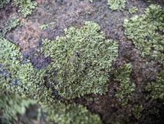 Phaeophyscia adiastola