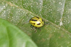 Proseicela spectabilis