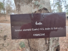 Senna siamea
