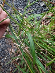 Campanula persicifolia