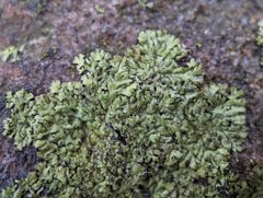 Phaeophyscia adiastola