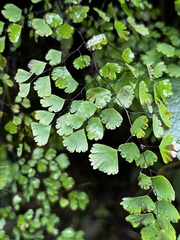 Adiantum raddianum