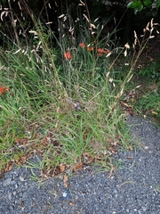 Campanula persicifolia